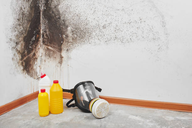 Crawl Space Mold Removal in Lake Arbor, MD