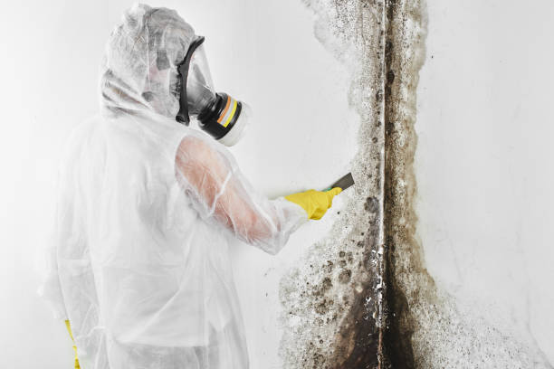 Best Mold Damage Repair  in Lake Arbor, MD