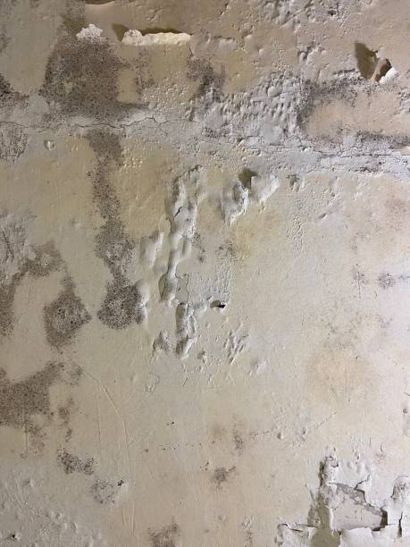 Attic Mold Removal in Lake Arbor, MD